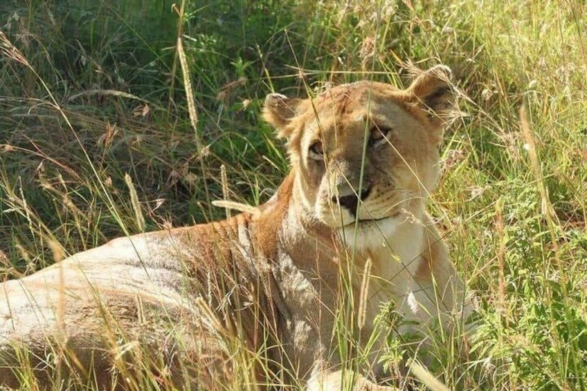 6 Dys Great Mara, Lake Naivasha, Amboseli, Lake Naivasha