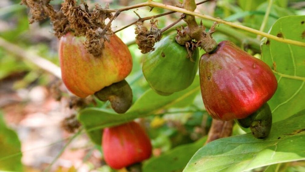 Fruit in Natal Brazil 