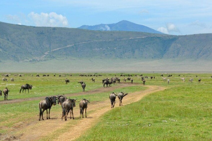 2 Days Lodge Safari; Lake Manyara & Ngorongoro Crater