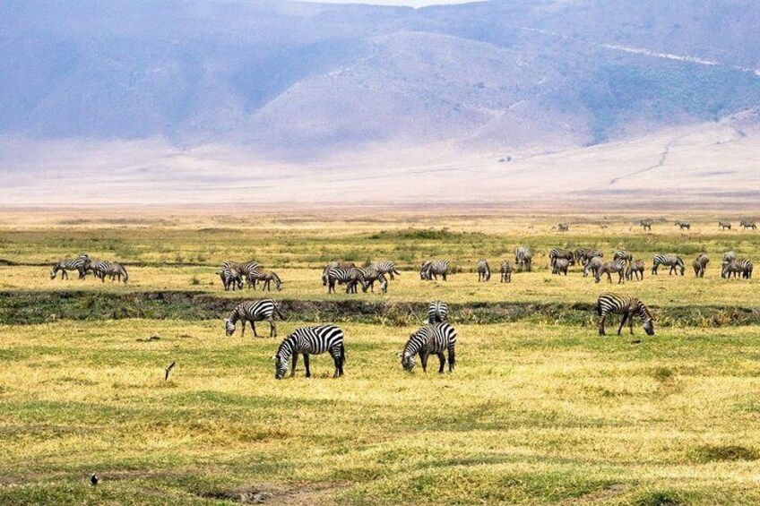 2 Days Lodge Safari; Lake Manyara & Ngorongoro Crater