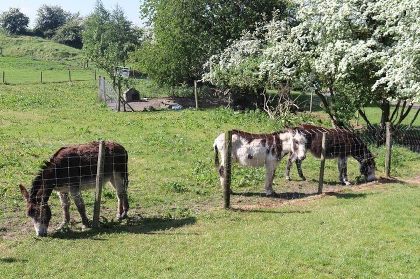 Visit our Connemara ponies