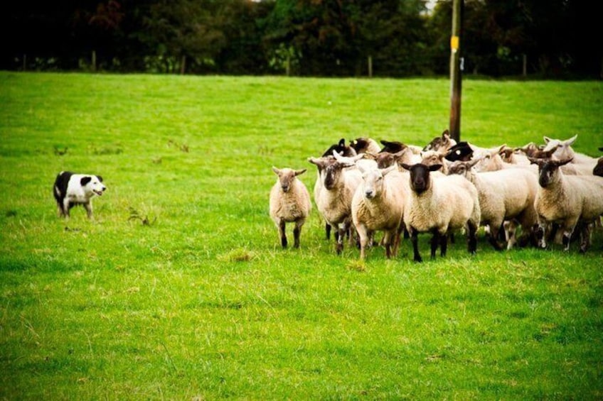 See our sheepdogs in action