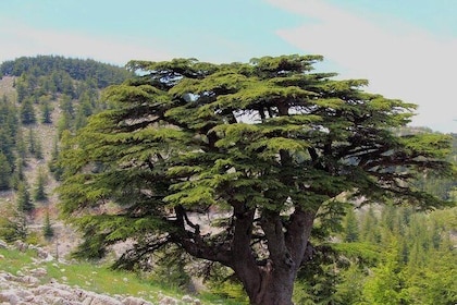 Guided small group to Cedars Reserve & Beiteddine w/lunch+entries