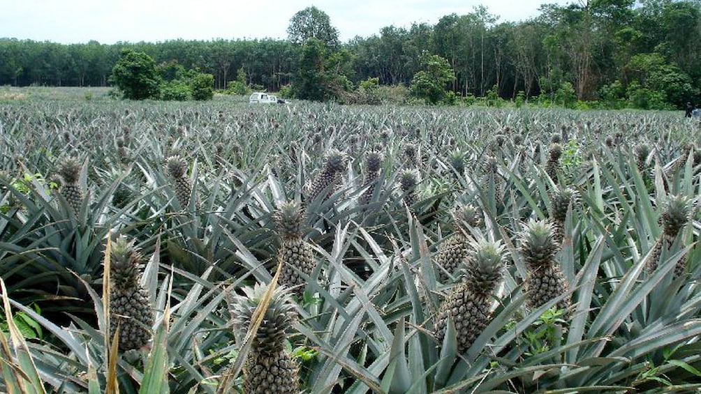 Pineapple field at a fruit plantation in Thailand