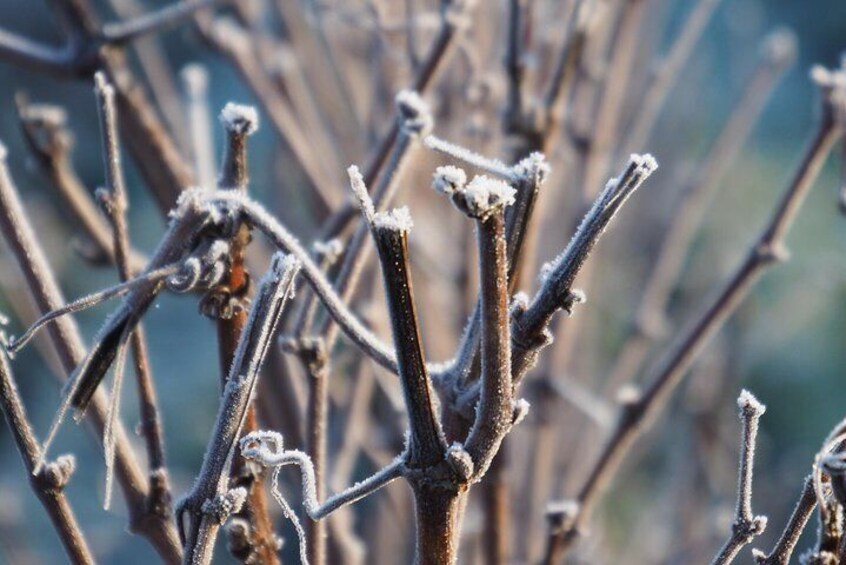 Vineyard in winter