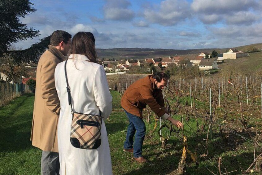 Explanation of our culture during the walk in the vineyard