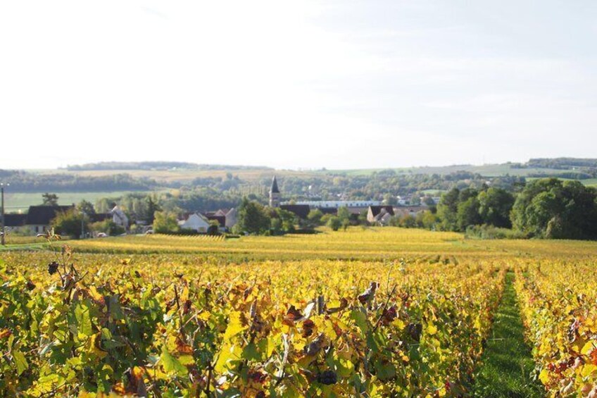 Vineyard in autumn