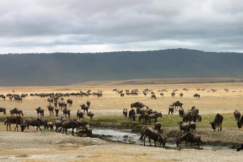 9 Days Family Safari - Tanzania Northern Circuit