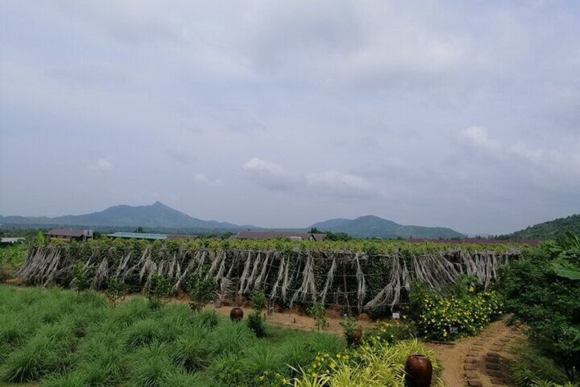 Kampot pepper farm