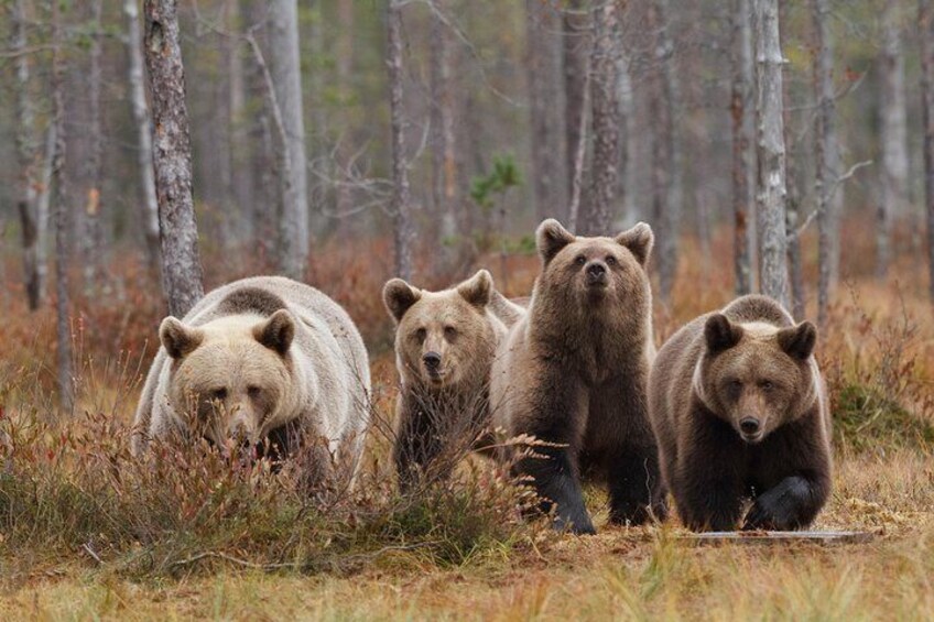 Bear and Cubs Photography