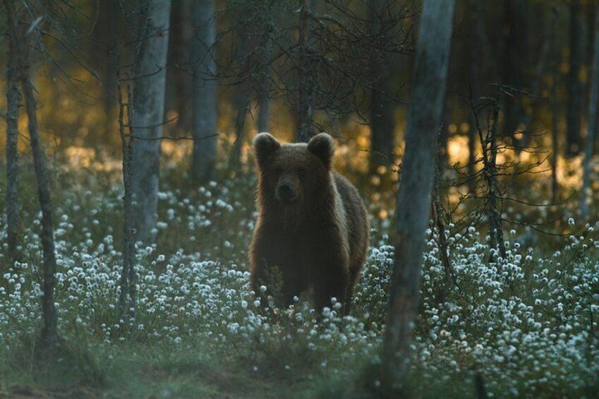 Bear and Cubs Photography