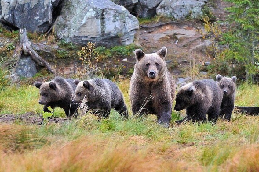 Bear and Cubs Photography