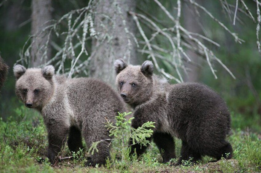 Bear and Cubs Photography