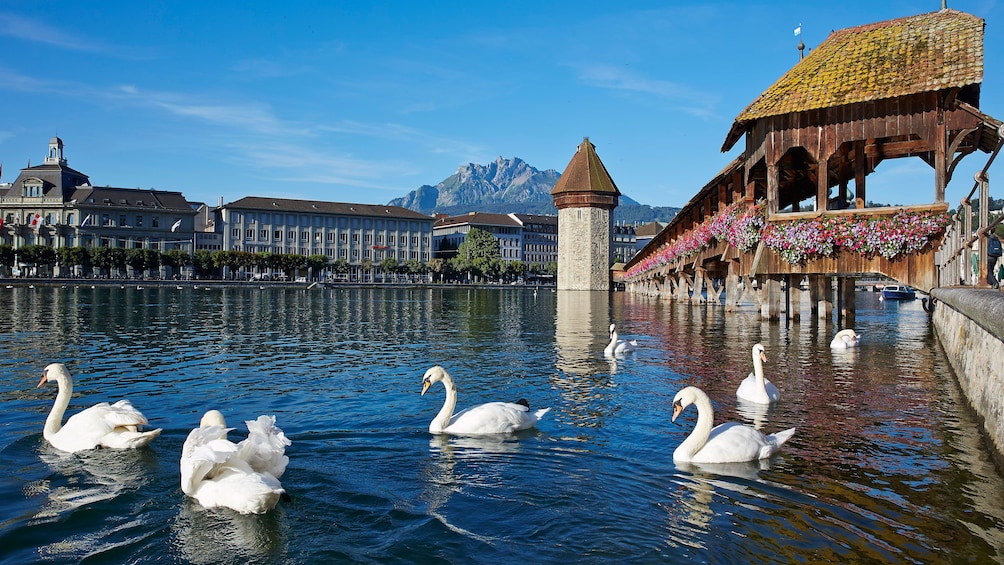 Swans on the river with the city in the background in Lucerne