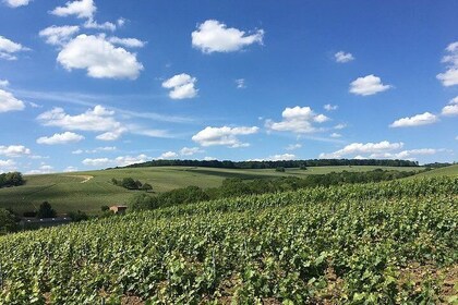 Vineyard Walking Tour & 5 Champagnes Tasting