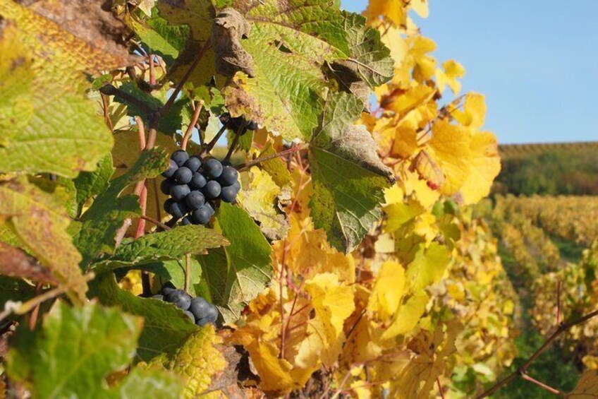 Vineyard in autumn