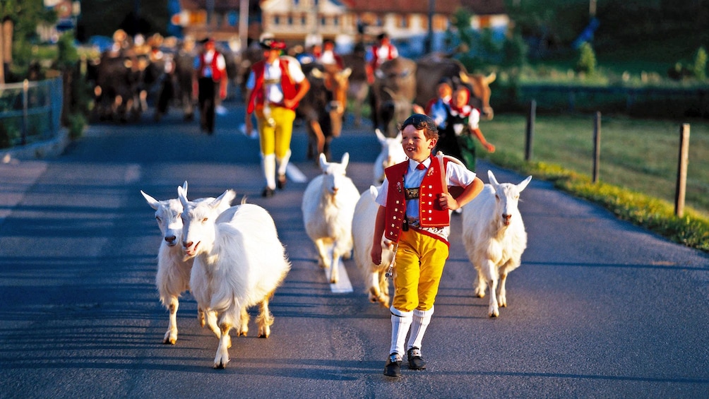 Young boy in traditional costume herding goats down the street in Zurich