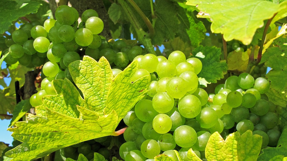 Show item 1 of 6. Green grapes on the vine