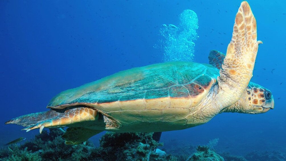 A green sea turtle in Antalya