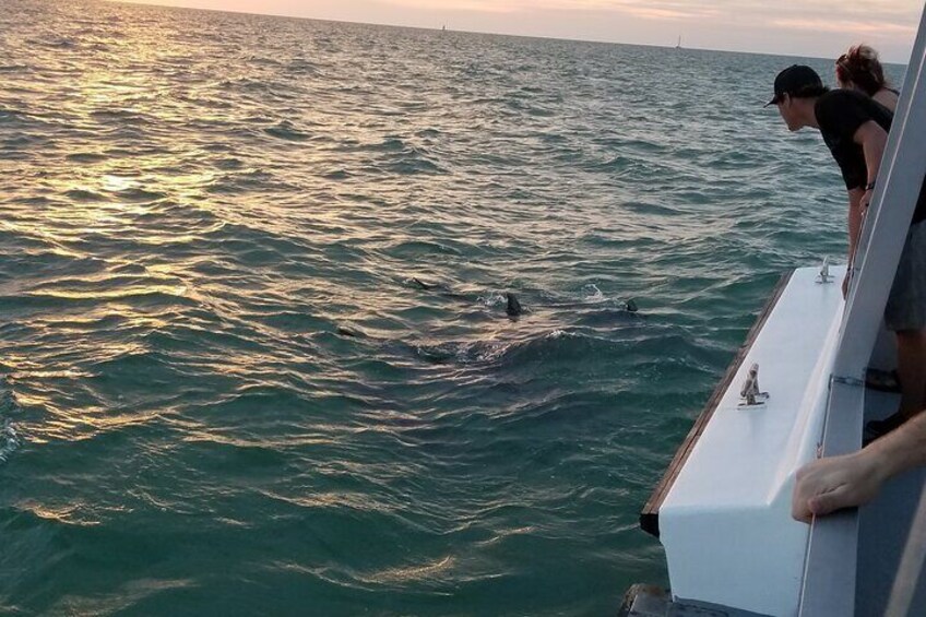 Mega Bite Dolphin Sightings