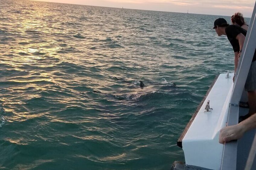 Mega Bite Dolphin Sightings