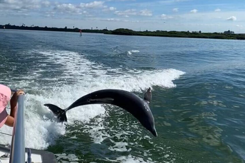 Dolphin in wake