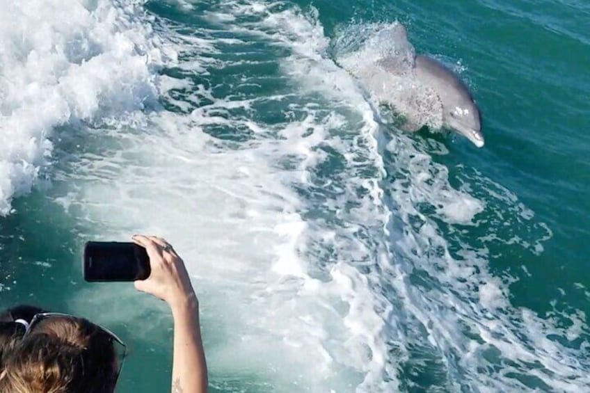 Mega Bite Wake Dolphin