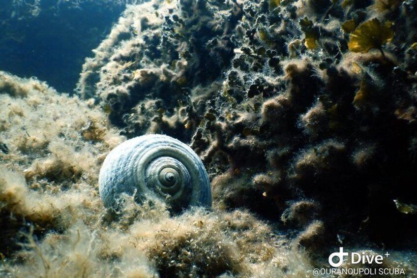 Paddy Certified Divers Scuba