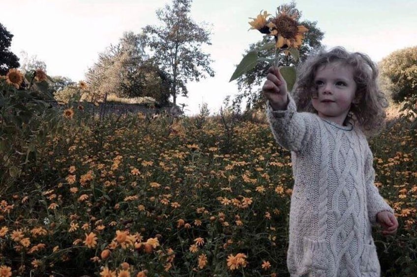 Flower Meadow