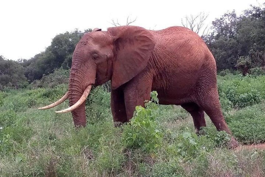 2-day safari in Tsavo East park