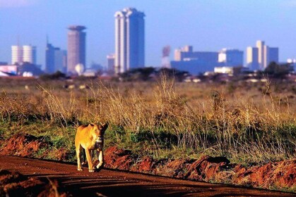 Nairobi National Park Day Tour