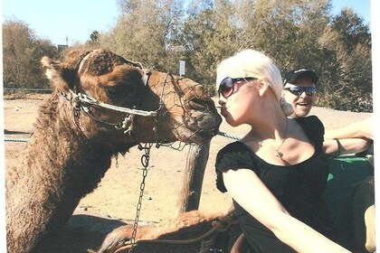 Camel riding in the dunes of Maspalomas
