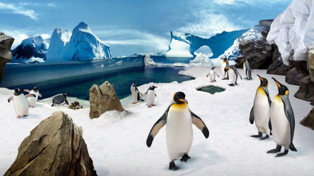 Show item 2 of 10. Penguin exhibit at Sea World in Gold Coast