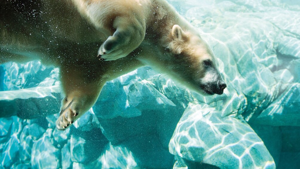Polar Bear habitat at Sea Wold in Gold Coast