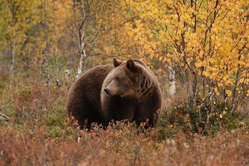 Bear Watching, night trip