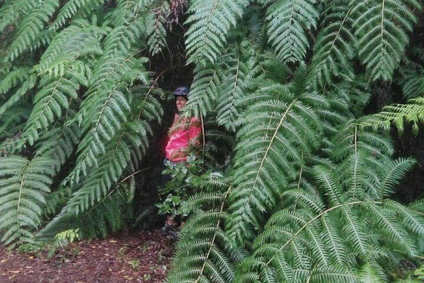 Ferns of the tertiary age in the Garajonay