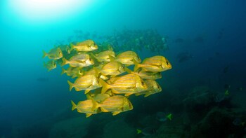3-Tank Cabo San Lucas & Corridor Combo Scuba Dive Tour