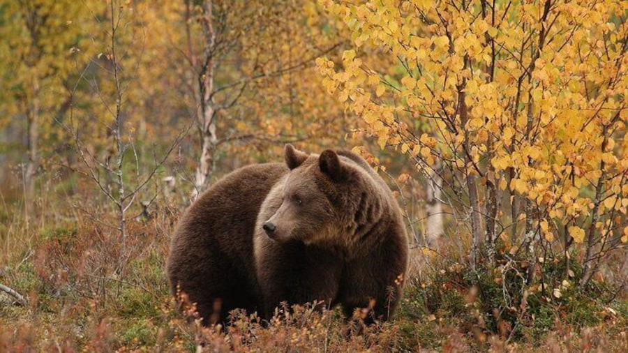 Bear Photography on Autumn