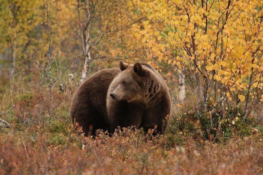 Bear Photography on Autumn