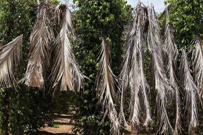 Kampot pepper farm tour