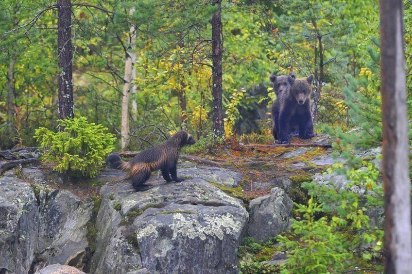 Wolverine Photography in Summer
