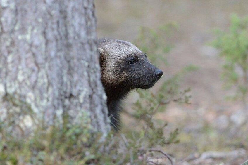 Wolverine Photography in Summer