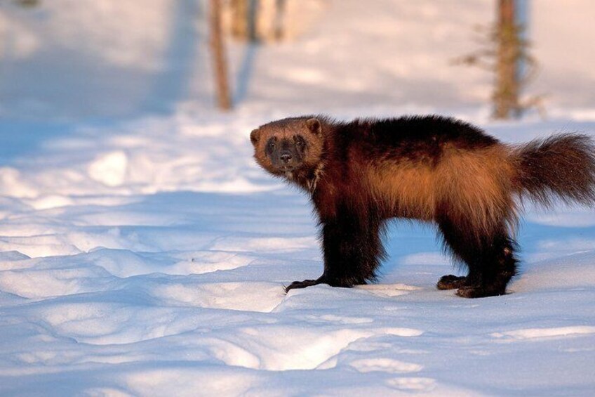 Wolverine Photography in Summer