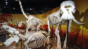 Skeletons: Museum of Osteology