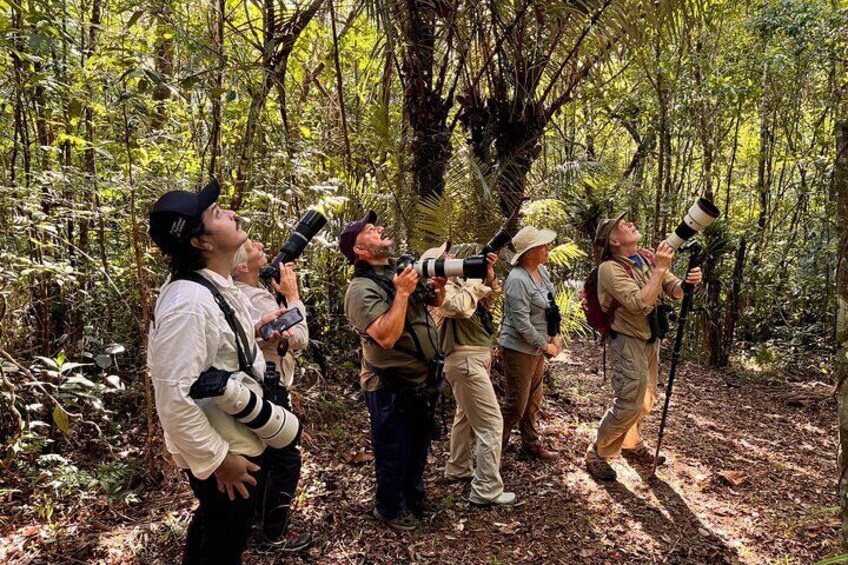 Birding Ubatuba 