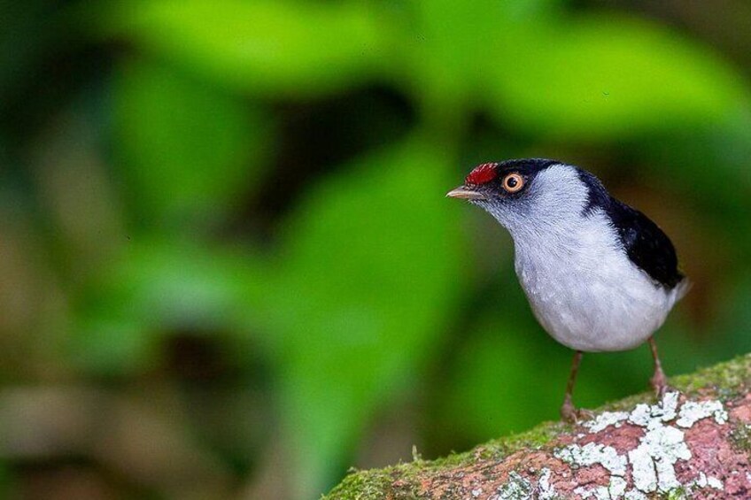 Tangarazinho | Pin Tailed Manakin | Ilicura militaris