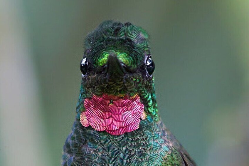 Brazilian Ruby Hummingbird