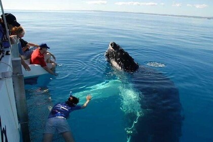 Samana and Whales from puerto plata