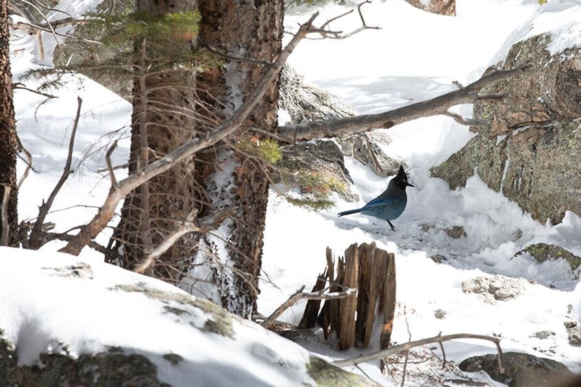 Discover Rocky Mountain National Park