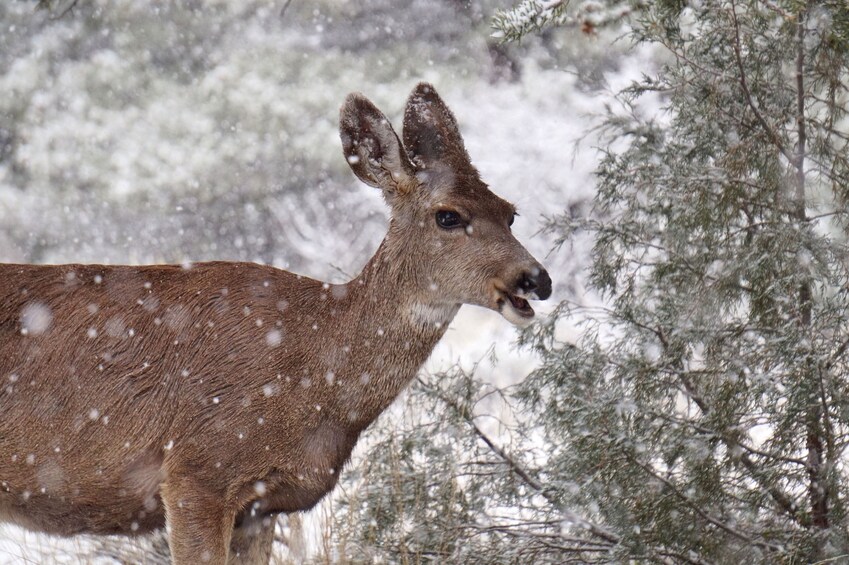 Rocky Mountain National Park Full-Day Tour